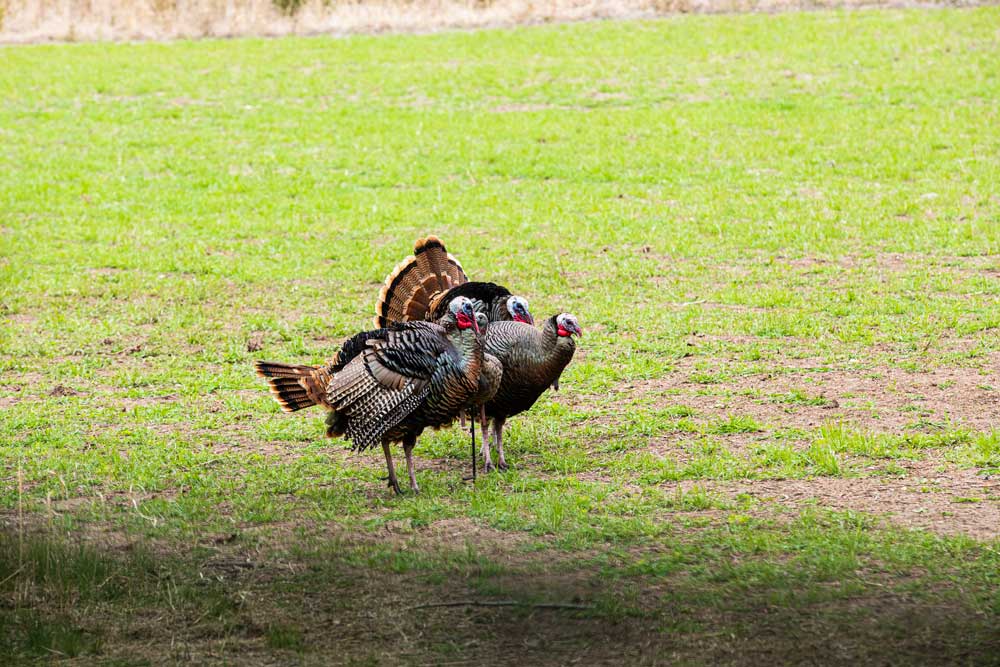 turkeys around decoy