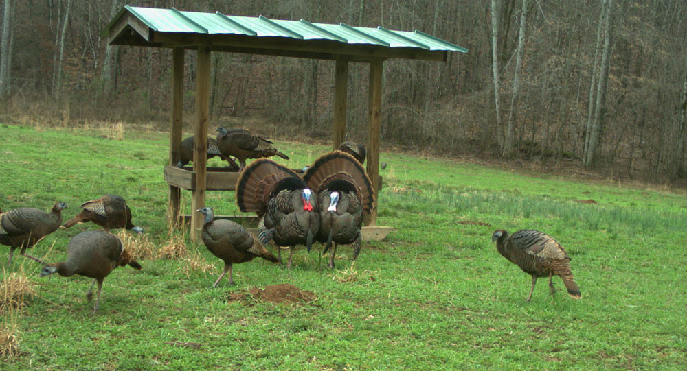 turkeys at trough feeder