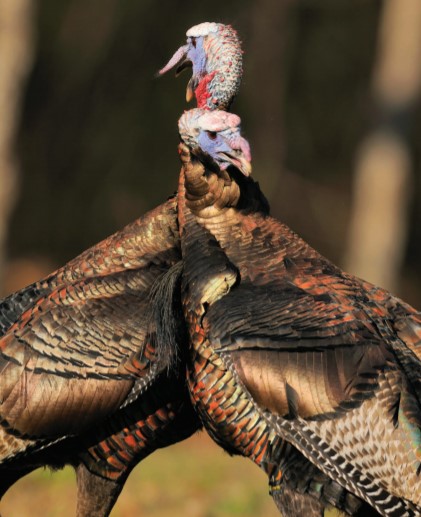 fighting turkeys