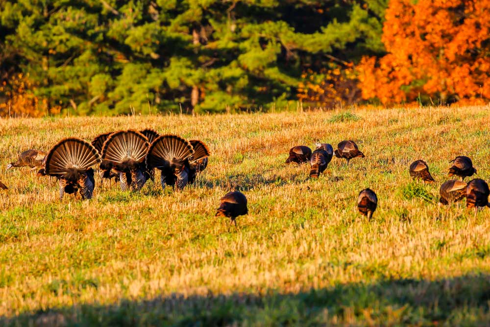 turkeys strutting in field