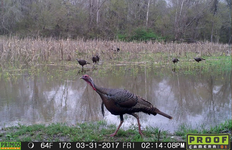 turkeys on a game camera