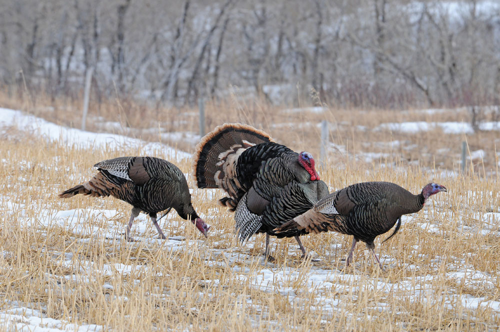 turkeys in the snow