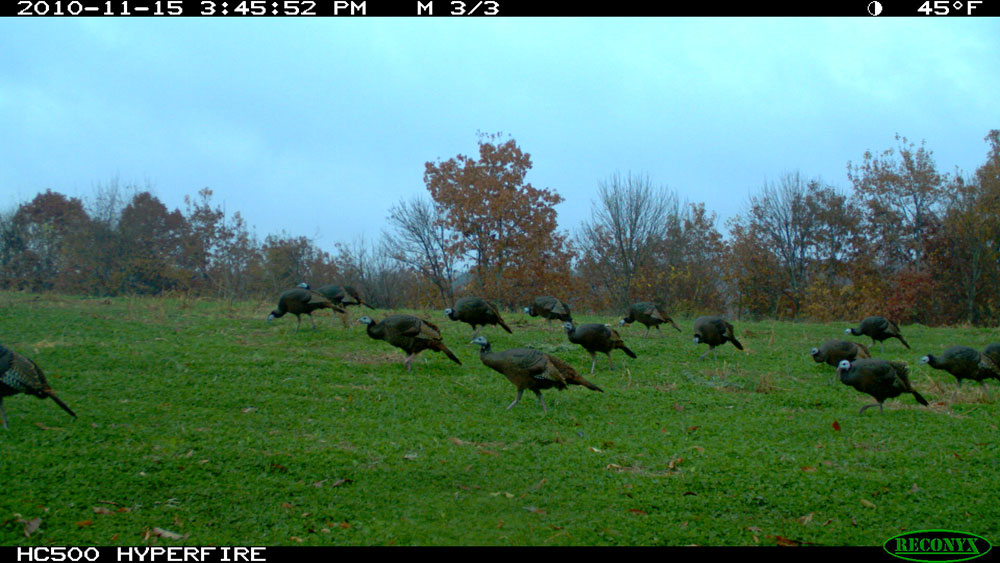 turkeys over clover on game camera