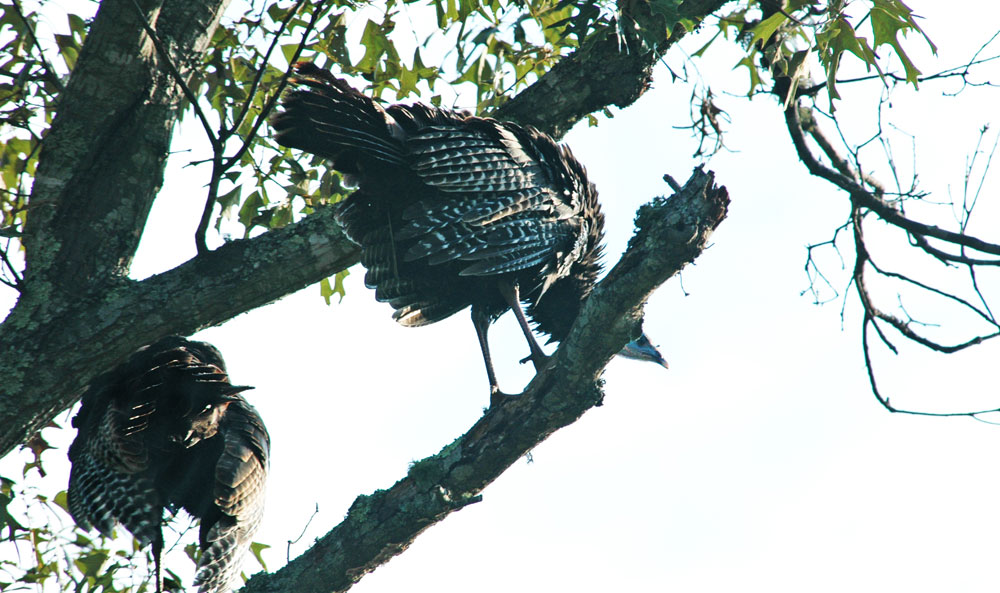 turkeys on roost