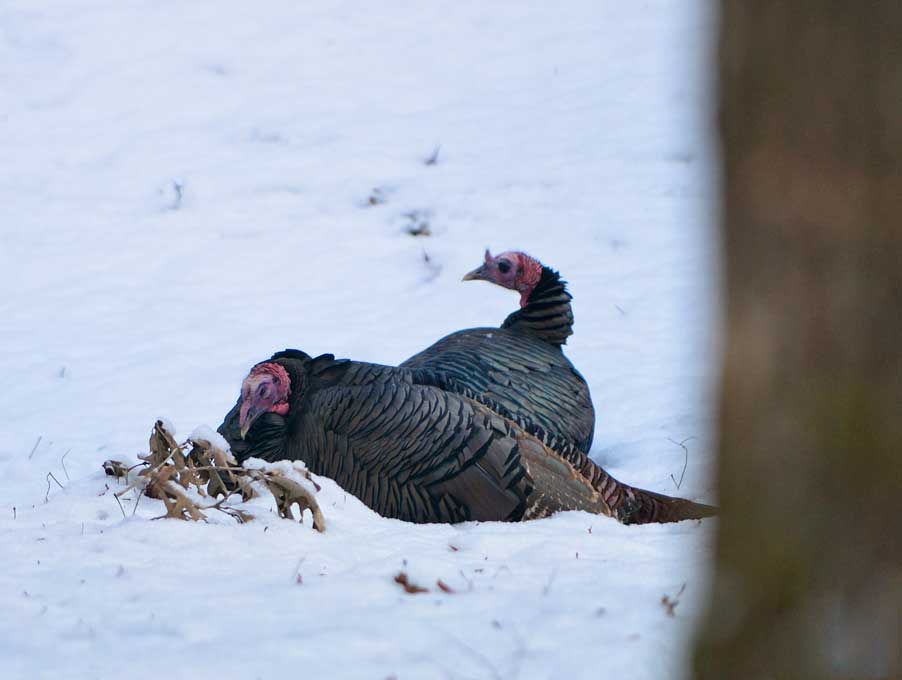 turkeys stay warm in winter