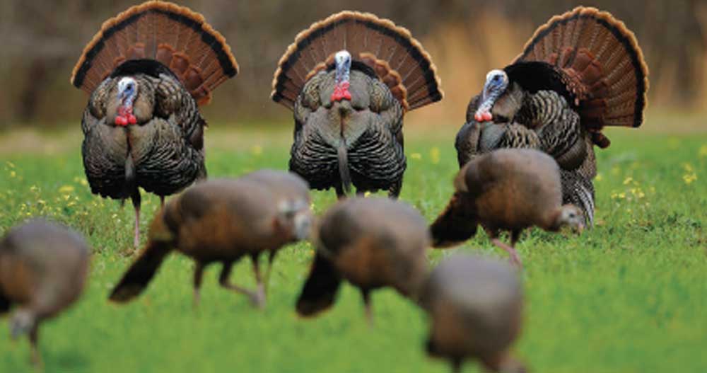 turkey strutting