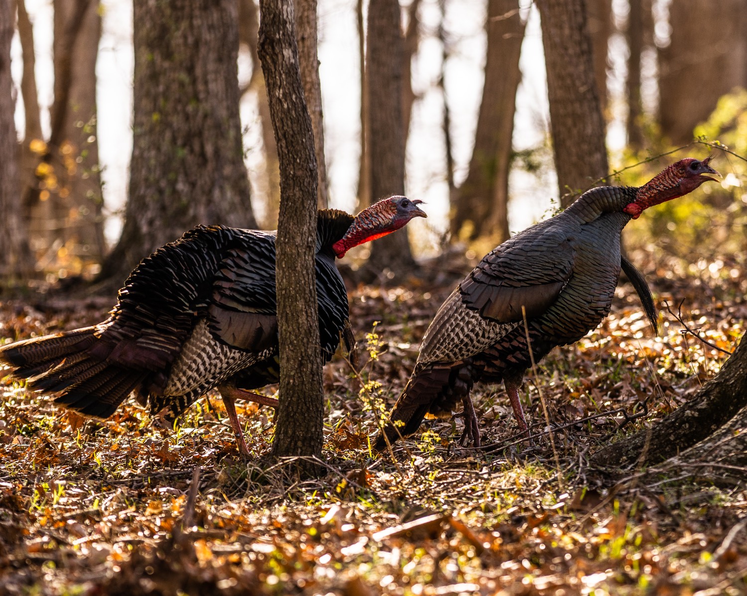 two turkeys gobble at the same time