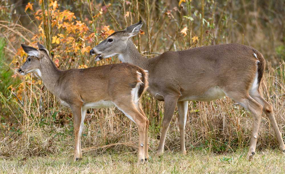 doe and fawn