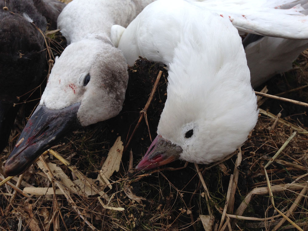 two snow geese
