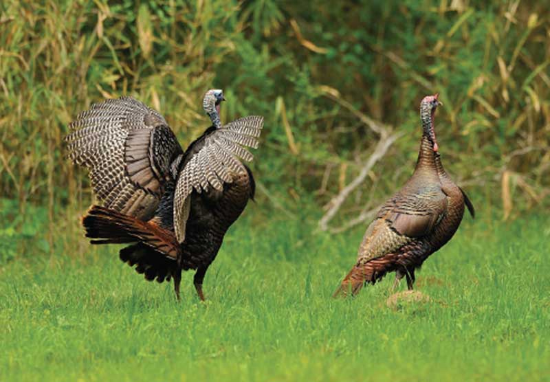 two wild turkeys