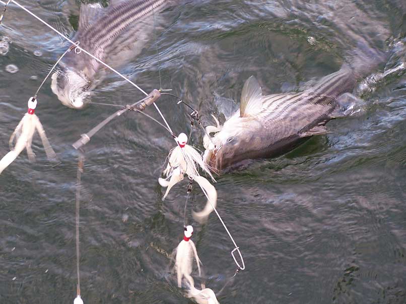 How To Catch Striped Bass On Umbrella Rigs