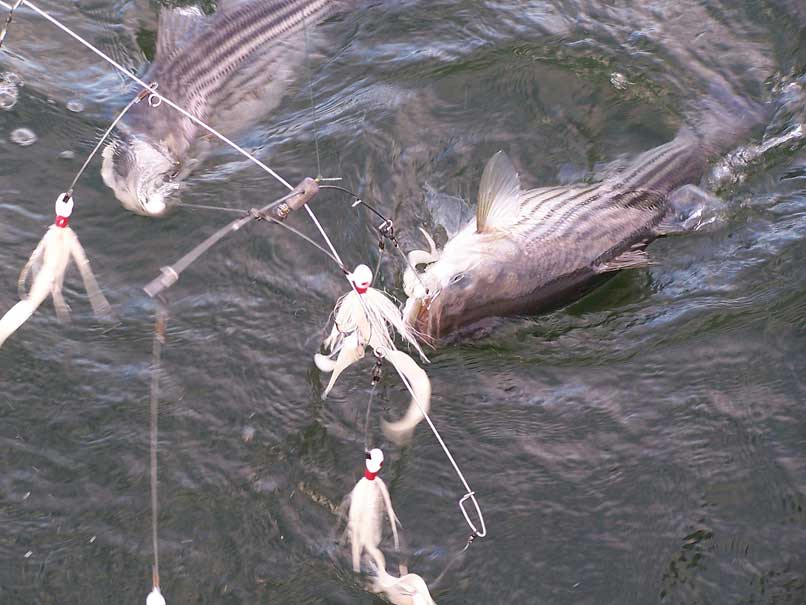 striped bass umbrella rig