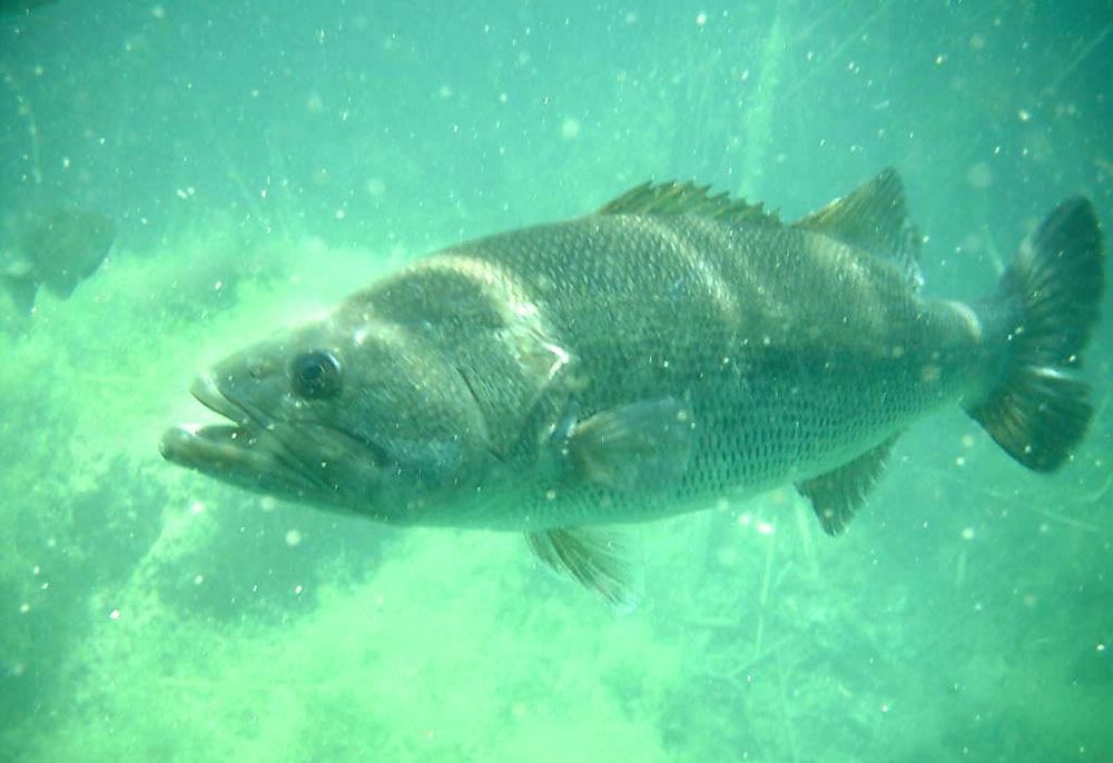 bass under water