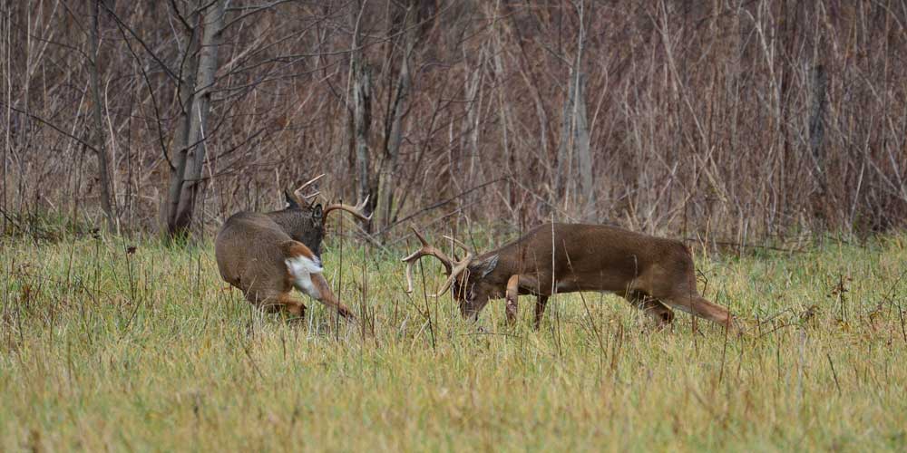 bucks using antlers to fight
