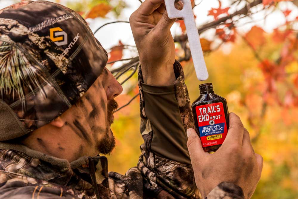 applying active scent to deer scrape