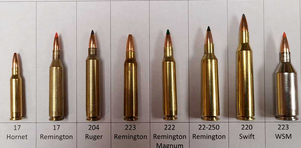 varmint cartridges