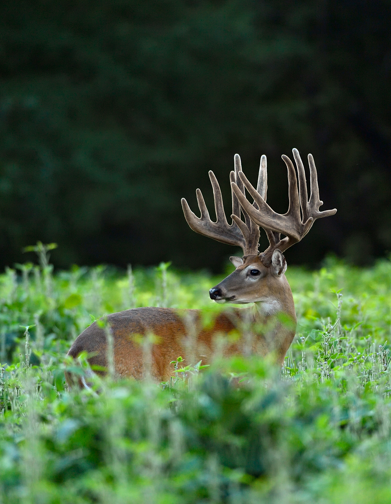 velvet buck in grass