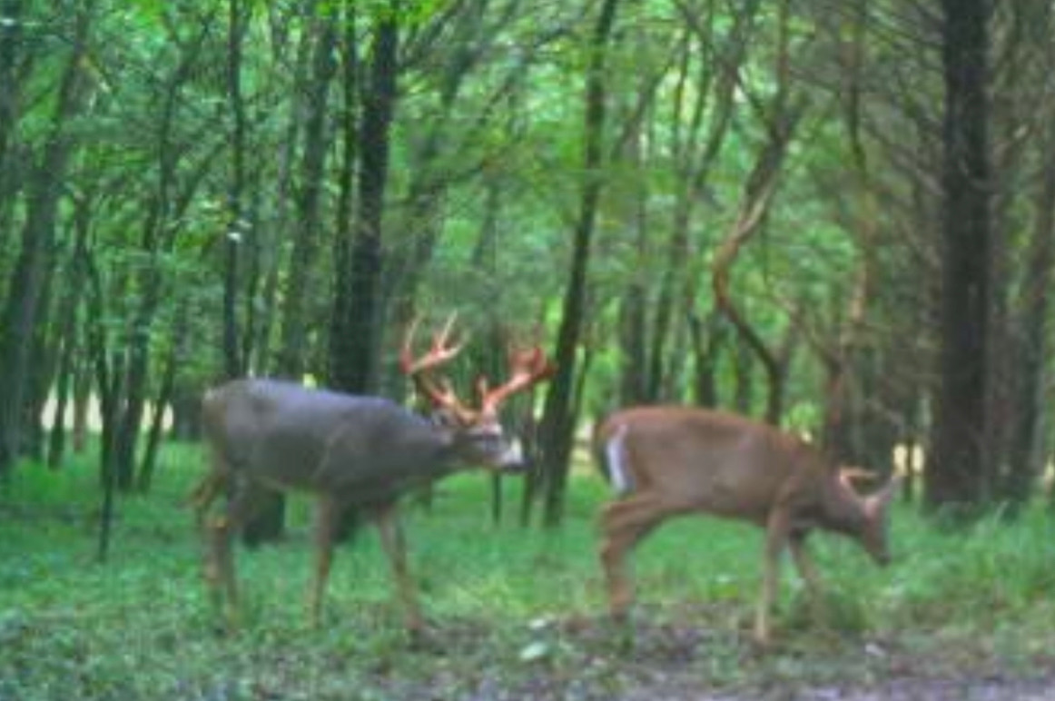 giant buck with recently shedded velvet antlers