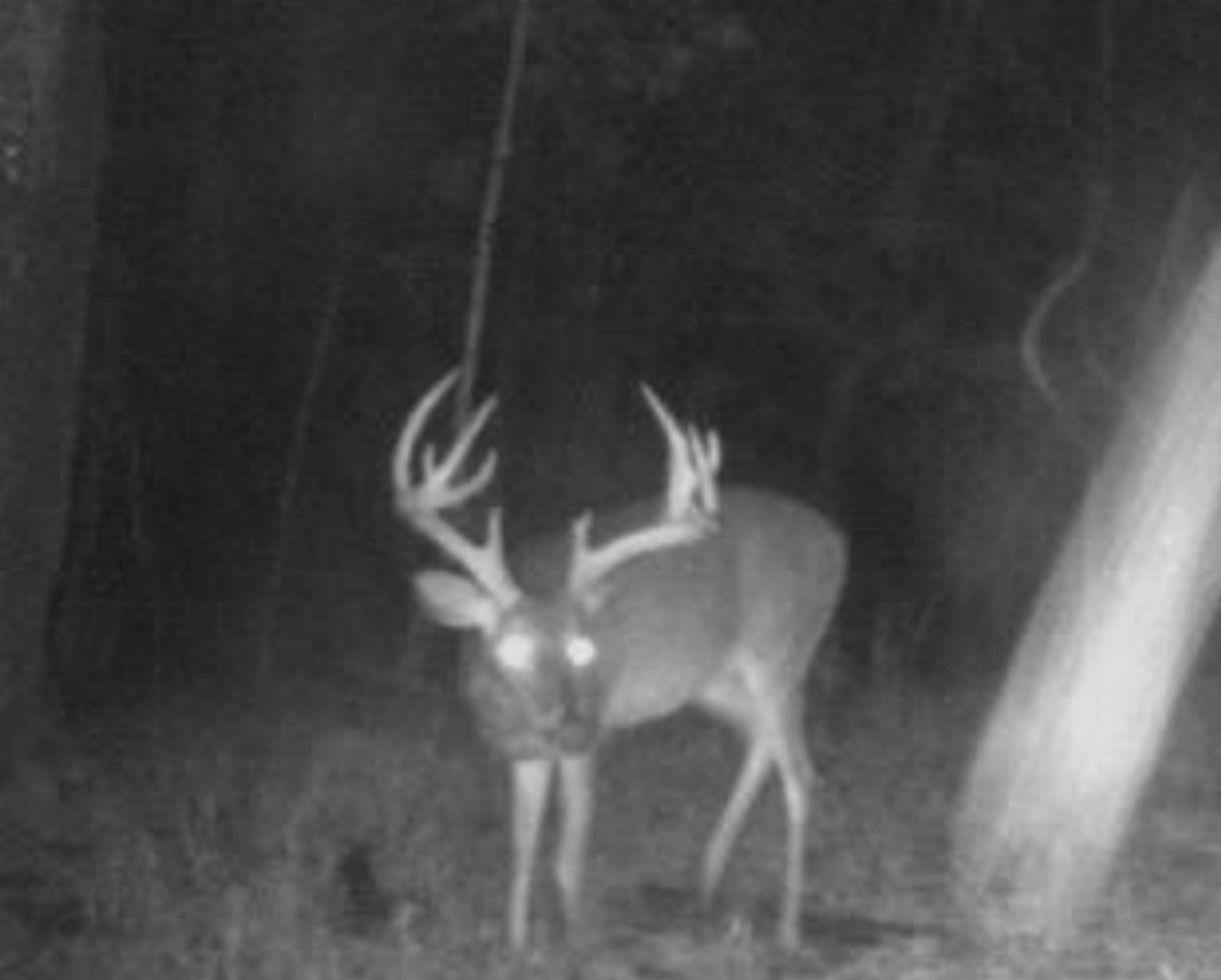 night shot of a giant buck