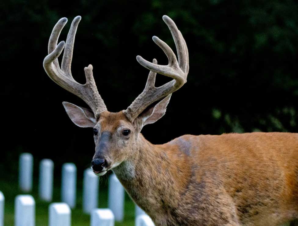 cemetery buck