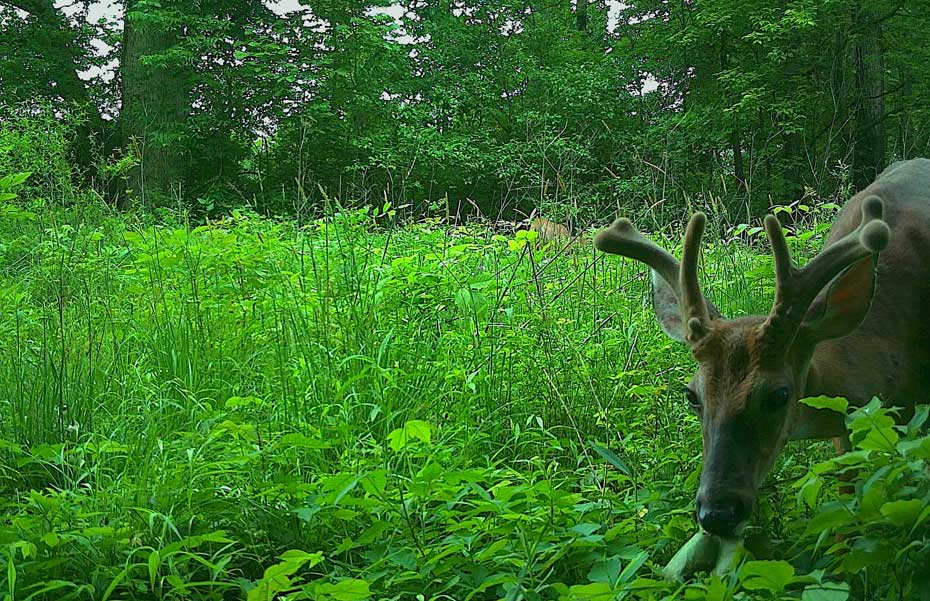 velvet buck on game camera