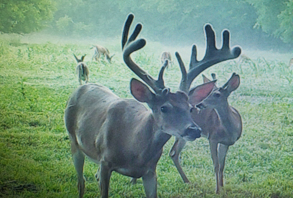 velvet buck on camera