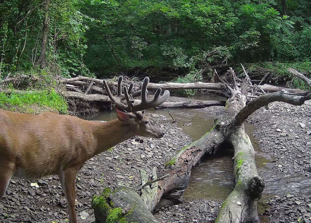 velvet deer on trail camera
