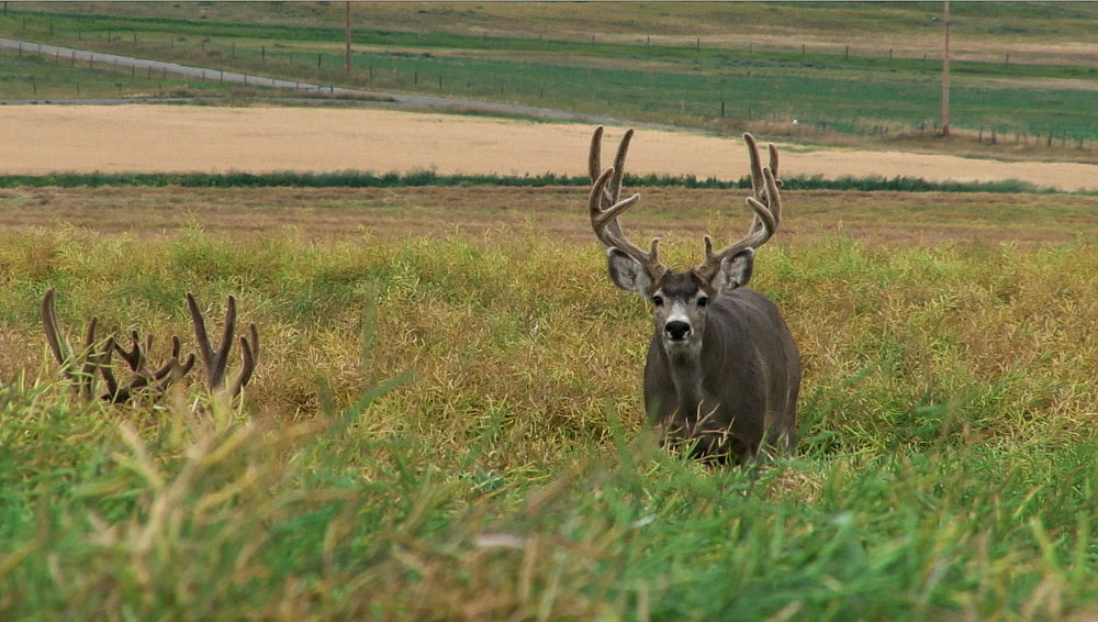 velvet mule deer bucks