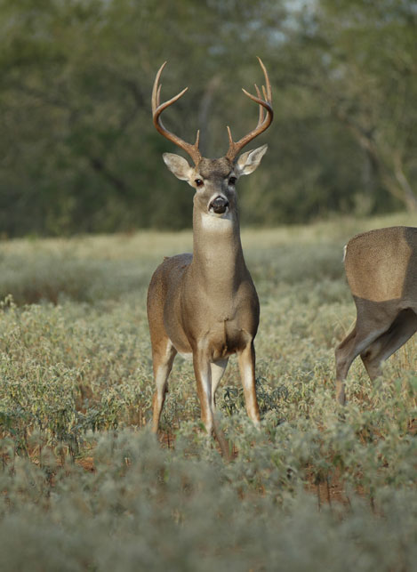 large-antlered deer