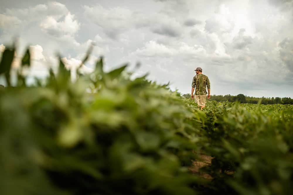 walking in crop field