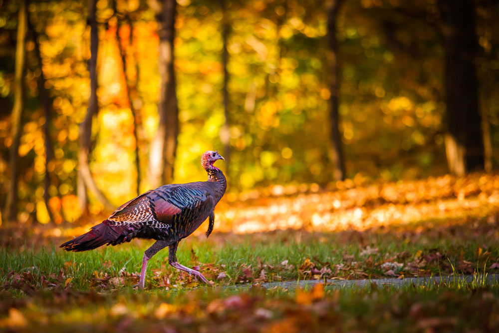 walking turkey