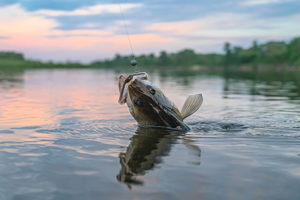 CHASING EARLY FEBRUARY RIVER WALLEYES!! #walleye