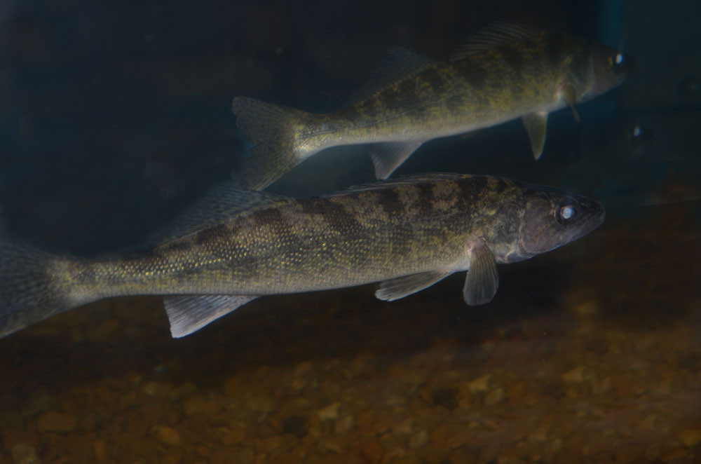 walleye under water