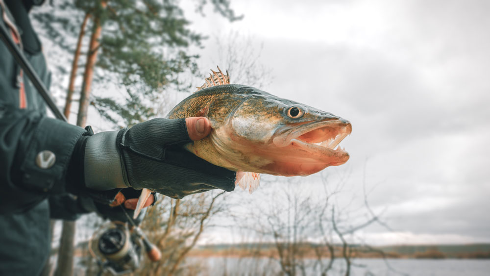 walleye