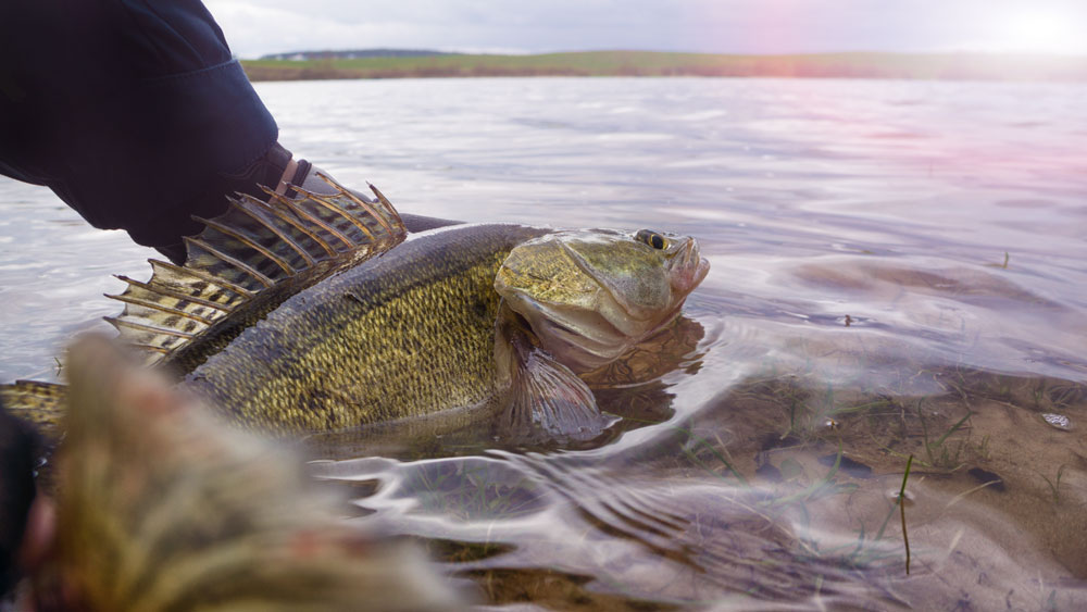 walleye