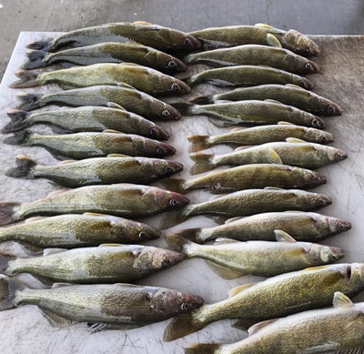 walleyes