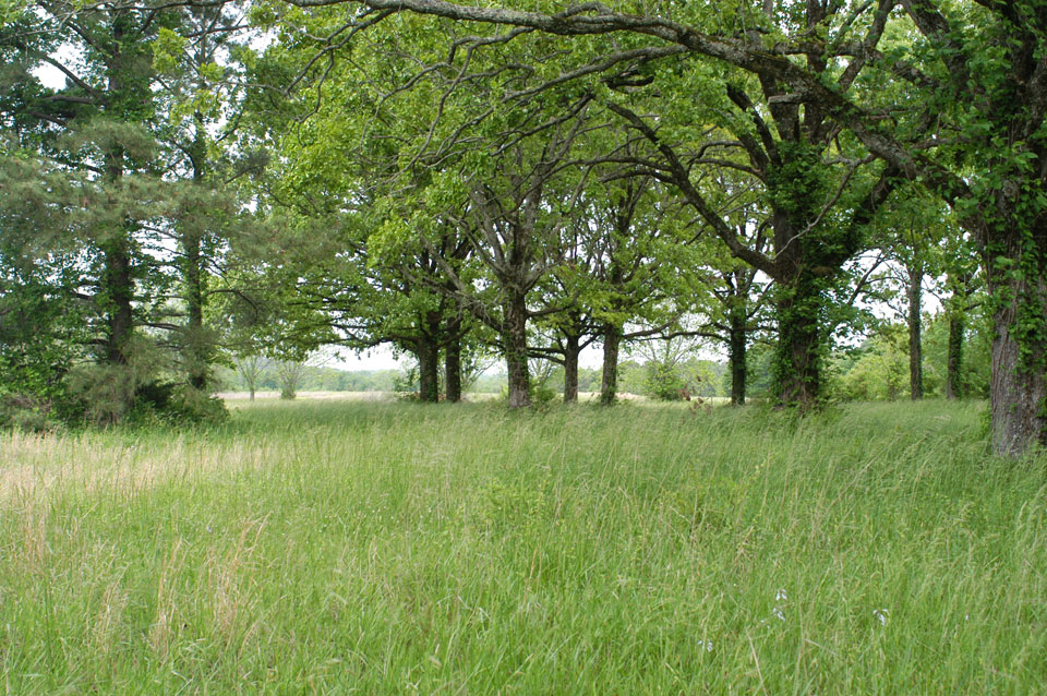 warm season grasses