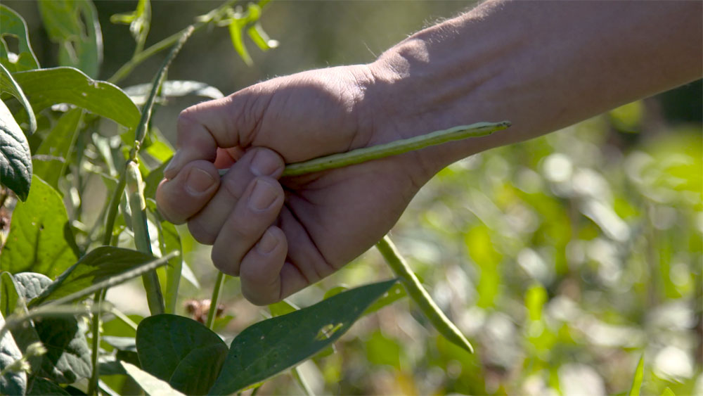 warm season peas