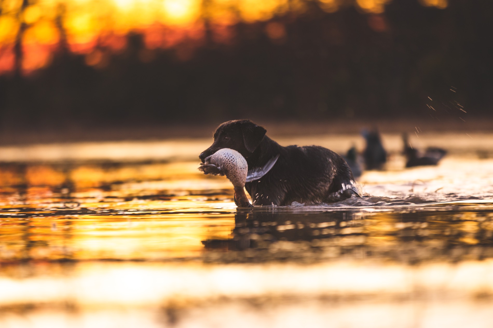 dog retrieving a duck