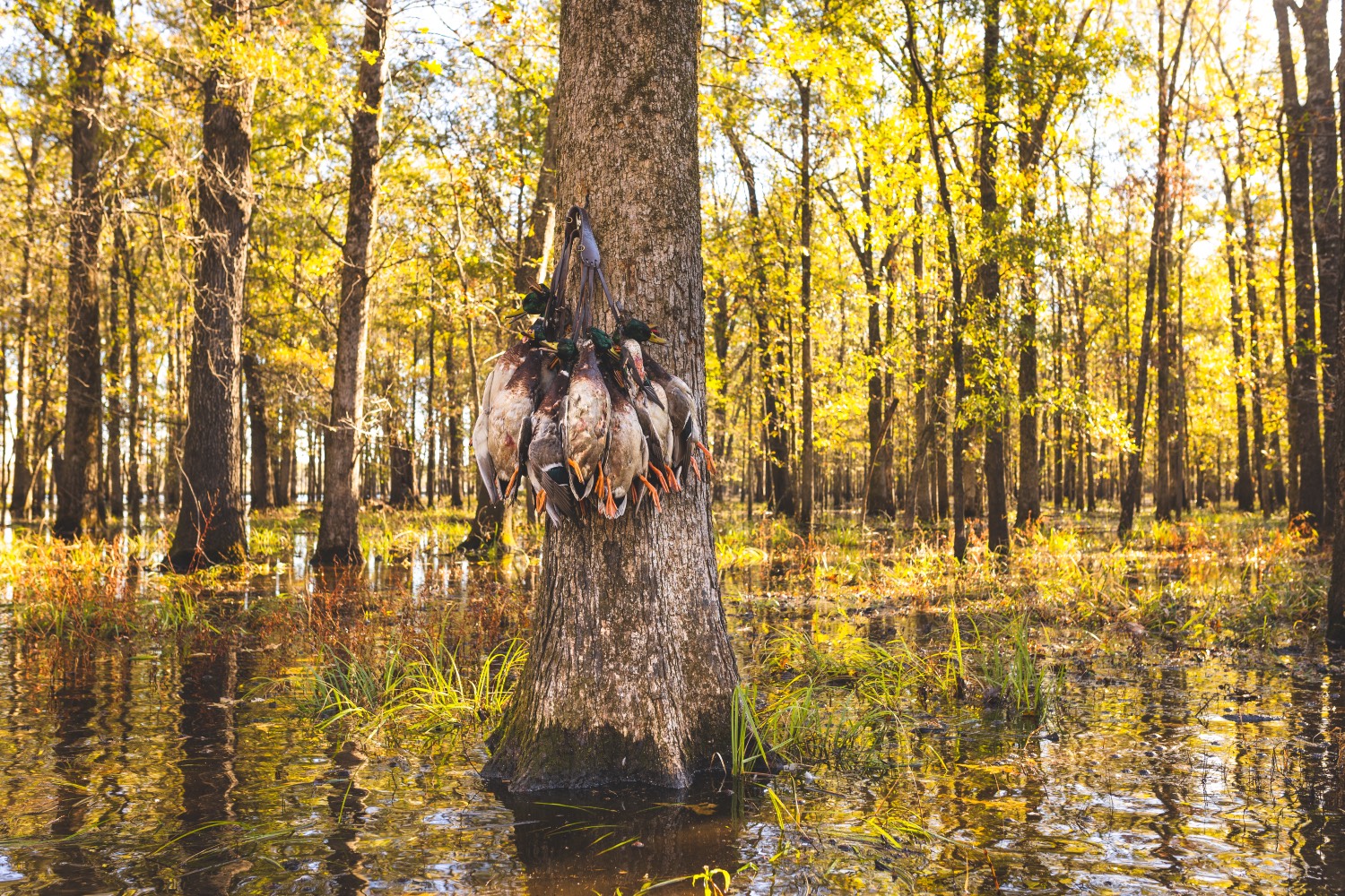 waterfowl hanging in flooded timber
