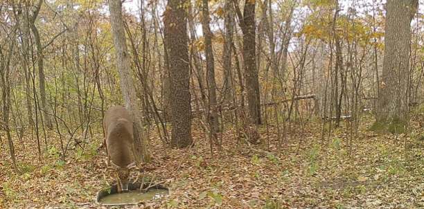 watering hole