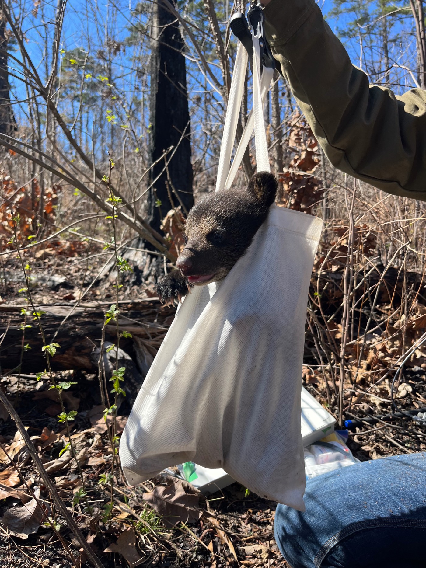 weighing black bear