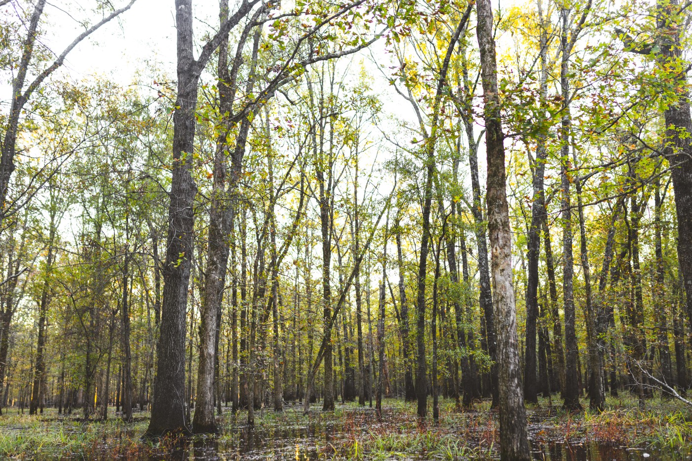 wetland habitat