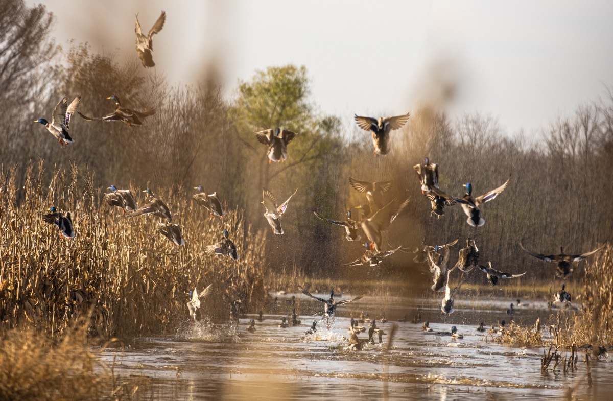 waterfowl habitat