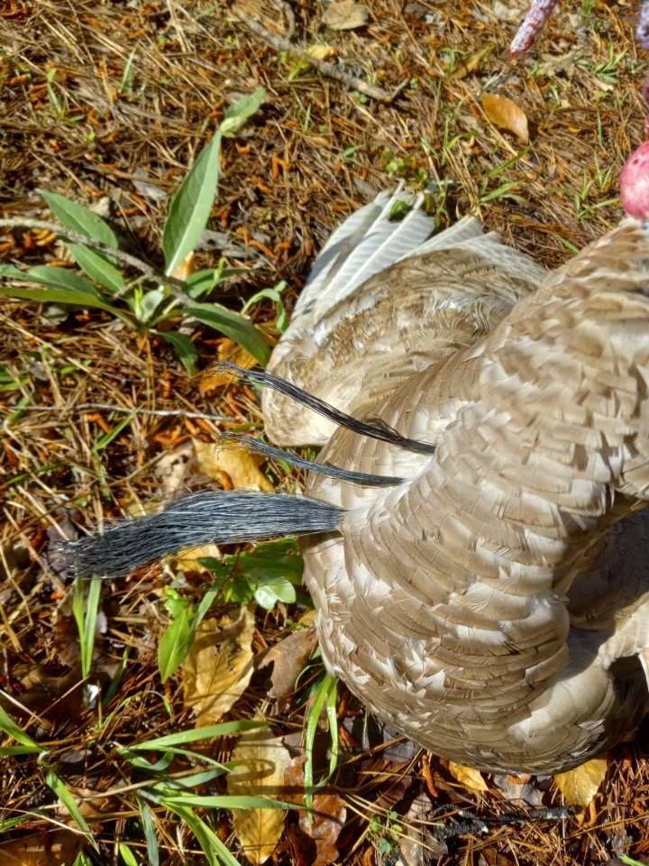 three bearded turkey