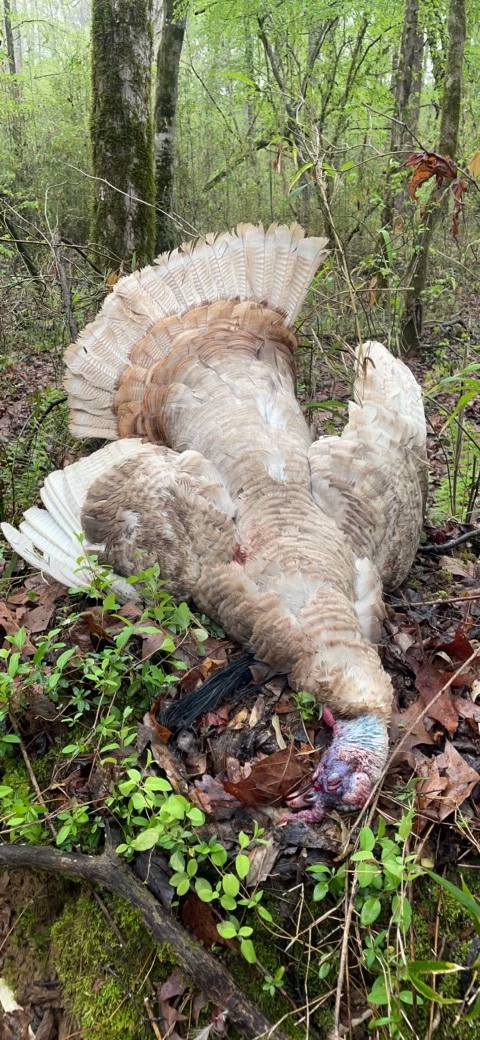 white turkey laying in the woods