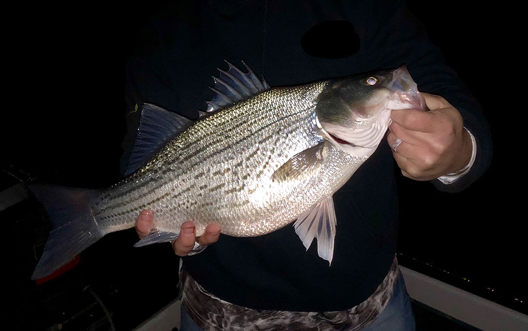 Early Spring White Bass and Striped Bass