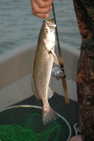 white trout