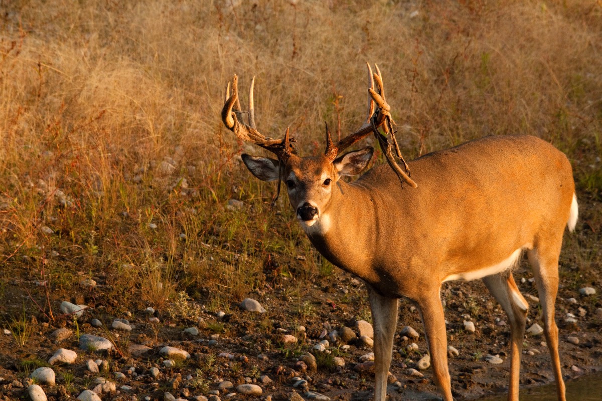 a northern deer looks at the camera, velvet hanging off