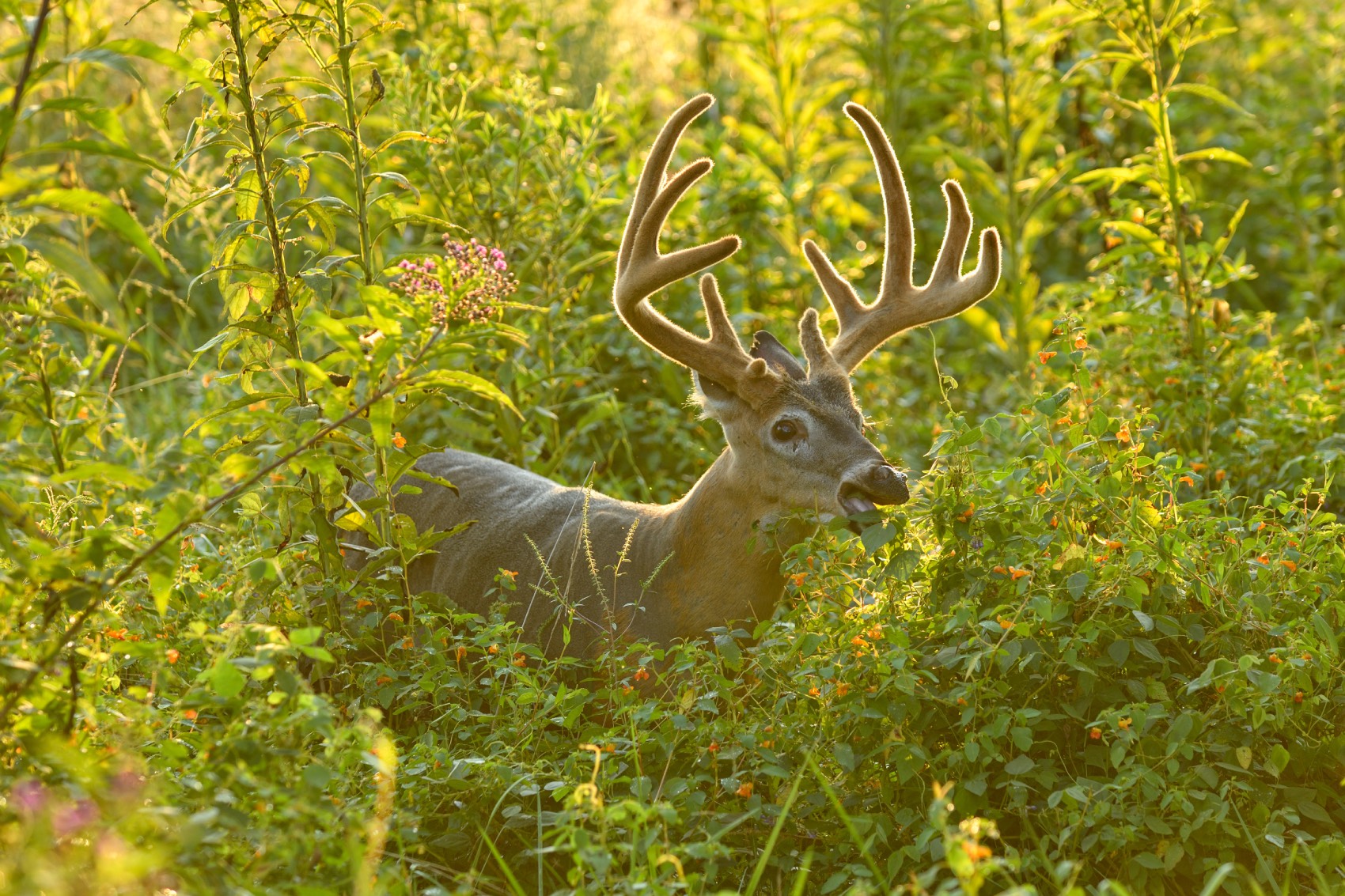 whitetail buck in velvet